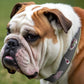 Gray MSU Collage Ribbon Dog Collar