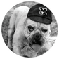 Large Gameday Button